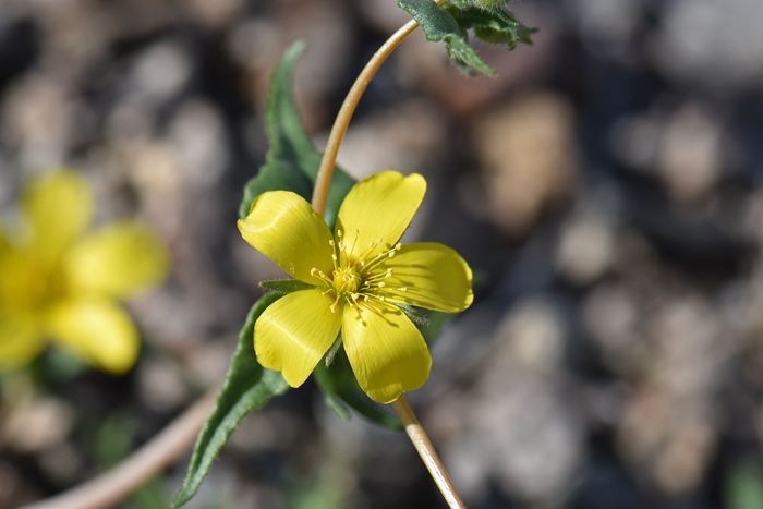 Veatch's Blazingstar or Whitestem Blazingstar has pretty medium size flowers, orange-yellow with red at the base of the petals. Note the stamens in the center of the flower, 20 to 50 per flower, each with a linear filament. Plants bloom from February to August. Mentzelia veatchiana